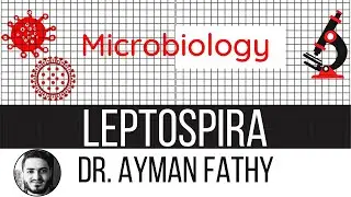 leptospirosis - USMLE Step 1 Microbiology - Dr. Ayman Fathy