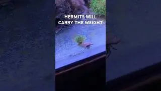 Reef Tank (HERMIT CRABS ARE BEASTS!) 