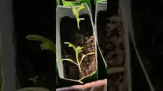 рассада томатов🌱 