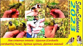 Лов співочих птахів - Щиглик (Carduelis carduelis),Чижі, Spinus spinus, Дятел малий