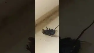KARA SİNEK KURT BIRAKMA VAKASI ümit volkan durmaz