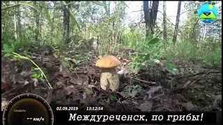 Природа Междуреченска, по грибы.
