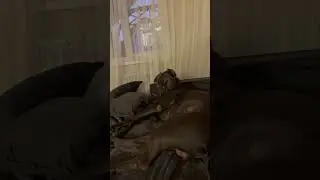Вечерняя гимнастика )
