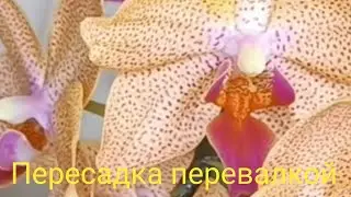Пересадка орхидеи Sunset Love🌿🌺
