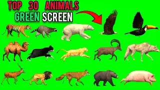 Top 30 Animals Running Video | Animals Stampede Green Screen Video | Animals Video ‼️