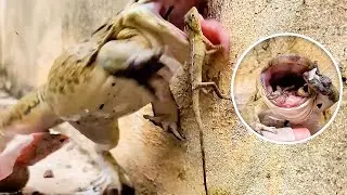 Giant Bullfrog Catches Big Tree Lizard! Mr Frog Live Feeding