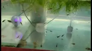 What do goldfish babies look like? Unfertilized eggs will look milky white