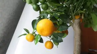 КАЛАМОНДИН