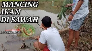 Mancing ikan di Kubangan sawah part 1