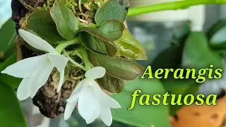 Aerangis fastuosa первое домашнее цветение.