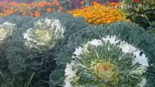Аппаны осенние цветы  1280x720 3,78Mbps 2016 10 01 17 26 29