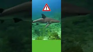Danger!! 🛟 Shark 🦈