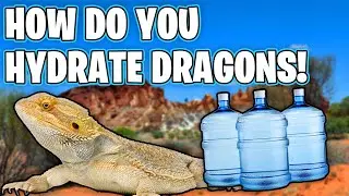 Why Wont My Bearded Dragon Drink Water! Bearded Dragon Water Guide!