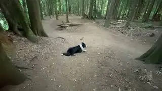 OFF LEASH BORDER COLLIE Shared pathway off leash encounters multiple different dogs.