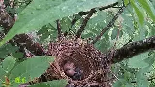 On a rainy day, the cuckoo pushes the little bird , but the shrike won't stop it下雨天，杜鹃鸟在妈妈的怀里推小鸟
