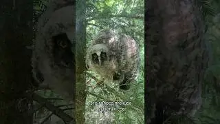 Главный писк лета - голоса птенцов ушастой совы  #совы