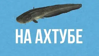 Как поймать сома на речке Ахтуба РР3