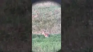 How wide? #huntshootlive #whitetaildeer #bigbucks #buckhunting #deerhunting #deerhunter #huntlife