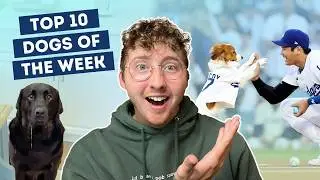 Dog Throws Out First Pitch | Top 10 Dogs of the Week!