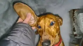 Профель бруксел был слизан с таксы