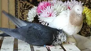 Любовь голубей. Чиль и желтая бакинка -2 (Pigeon love. Chill and yellow dove -2)