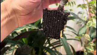 We are starting the grape season, making grape seedlings from cuttings