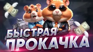 КАЧАЕМ ХОМЯКА ! ЛУЧШИЕ КАРТОЧКИ ! БЫСТРАЯ ПРОКАЧКА в Hamster Kombat