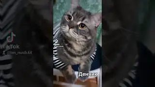 #cat #кот #cats #catlover