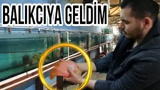 akvaryum balıgı TOPTANCISINA GELDIM