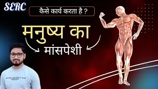 हमारे शरीर की मांसपेशी कैसे कार्य करता है ? how to work muscle, @SERCnet