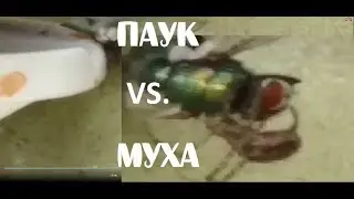 Версус! Битва животных! паук убивает муху! СЛАБОНЕРВНЫМ НЕ СМОТРЕТЬ