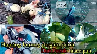 Hunting burung pergam putih dan Pecuk hitam putih di jarak 77.6 m