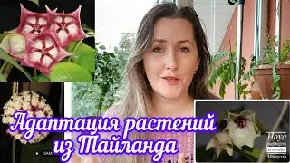адаптация растений из Тайланда