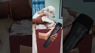 Talking Goat 🐐