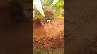 Пауки 🕷️🕸️ Spider