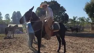 como domar muar .Qual a melhor forma de domar muar Doma de muar  #muar #domaracional #horsemanship