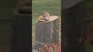 Foxy lady
