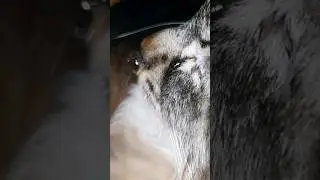 СОПЛЯК, а не сибиряк)) 🙈😅