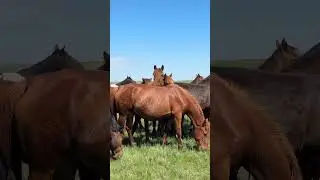 Каналға тіркеле кет. #подпишись #youtubeshorts #horse #айғыр #reels #rek