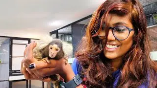 2 ലക്ഷം രൂപയുടെ Pocket Monkey🔥🔥🔥my new pet
