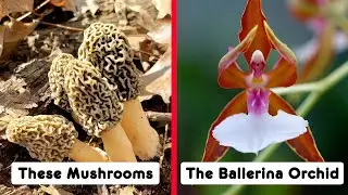 Things You Won’t Believe Were Created By Nature