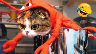 All In One Animal   بهترین ویدیوهای خنده دار حیوانات - جالب‌ترین ویدیوهای گربه‌ ها   سگ‌ها