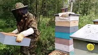 Липовый мёд на лесной пасеке
