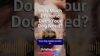 Are Proteine Important for Youar Dog? #shorts #dogfood #dogshorts (OctaDog.com)
