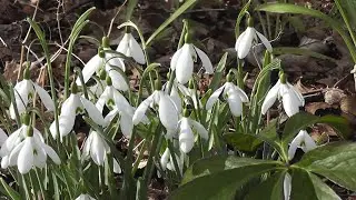 Пение соловья в весеннем лесу