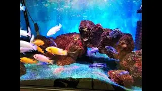 Сichlid Aquarium   Цихлиды оз Малави    250 L