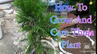 How To Grow And Care Thuja / Mor pankh Plant In Pot