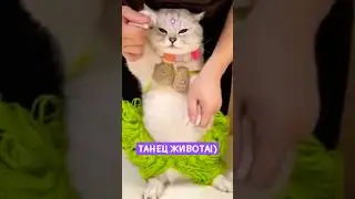 ТАНЕЦ ЖИВОТА!) 
