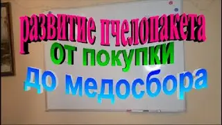 Развитие пчелопакета от покупки до начала медосбора