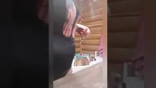 Рюшка готовится к Новому году))) питомник Амстаффов GAIDJEWEL'S.